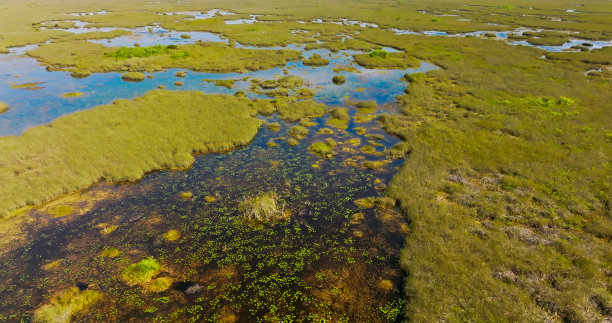 marsh