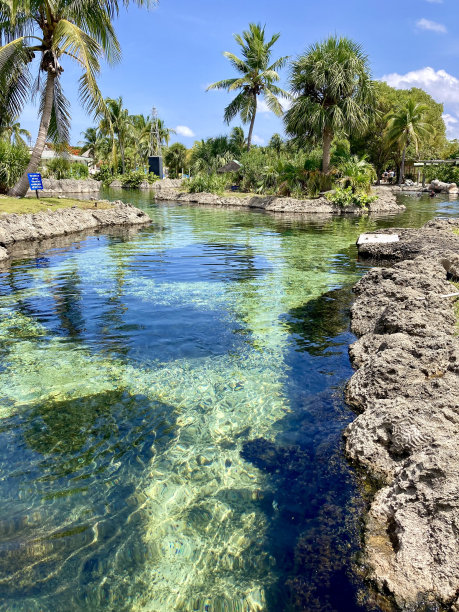 大气海边椰树背景