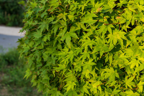 maple
