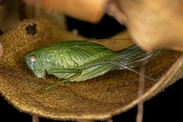 katydid