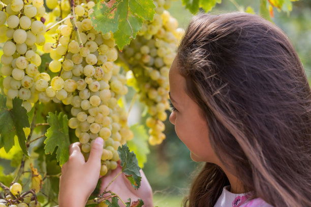 摘葡萄的少女
