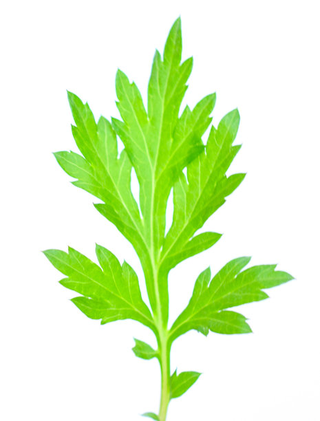 mugwort