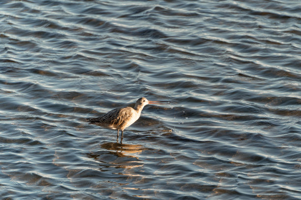 limosa