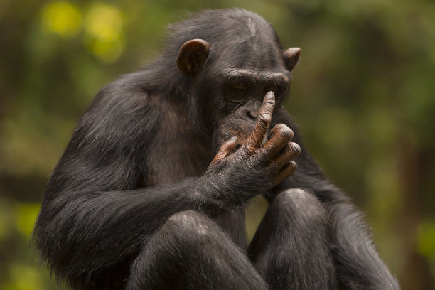 ape