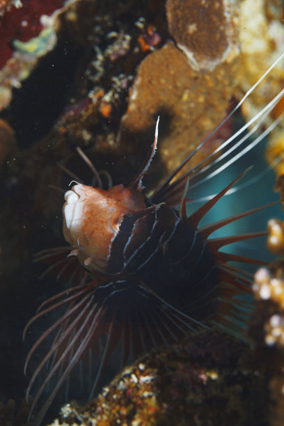 lionfish