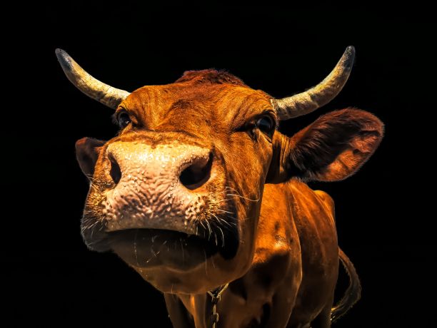 cattle