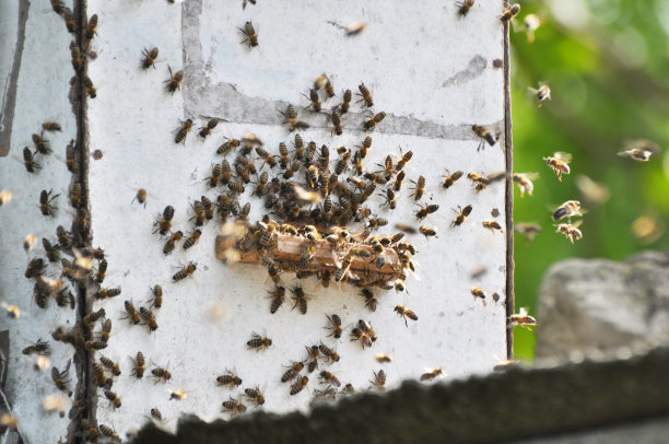 Beekeeper,养蜂,蜜蜂