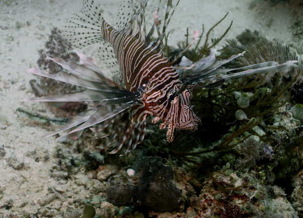 lionfish