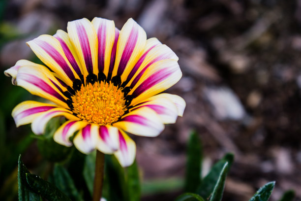 橙红色花朵条纹背景图案