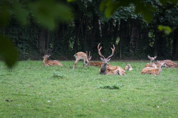 deer