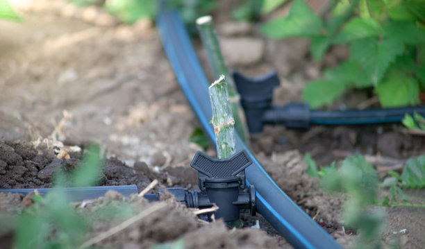 irrigation