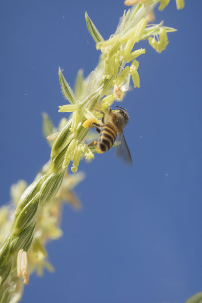 maize