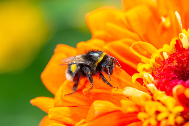橙红色花朵条纹背景图案