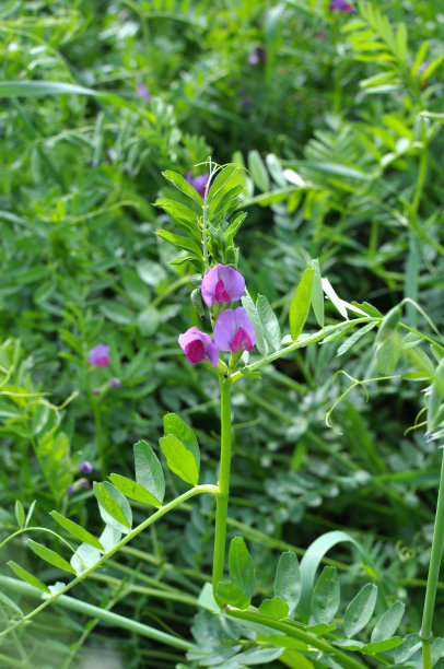 legume