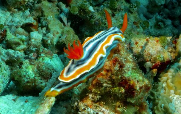 mollusk