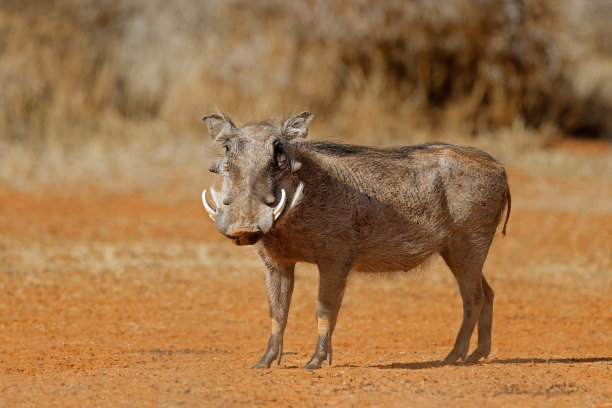 phacochoerus