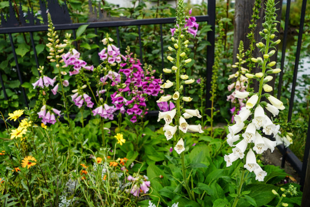 digitalis