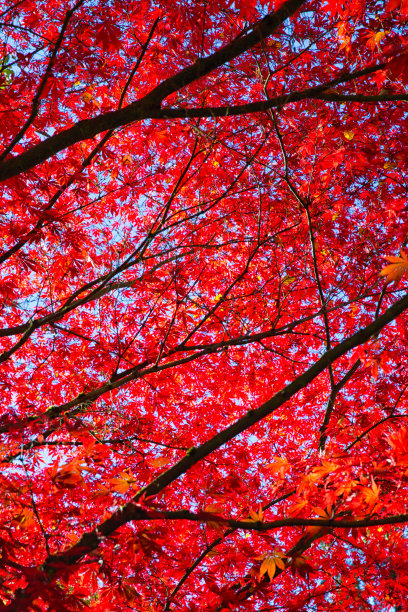 maple