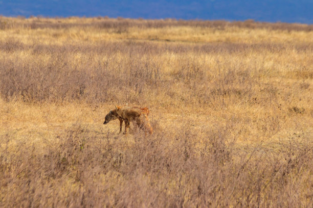 jackal