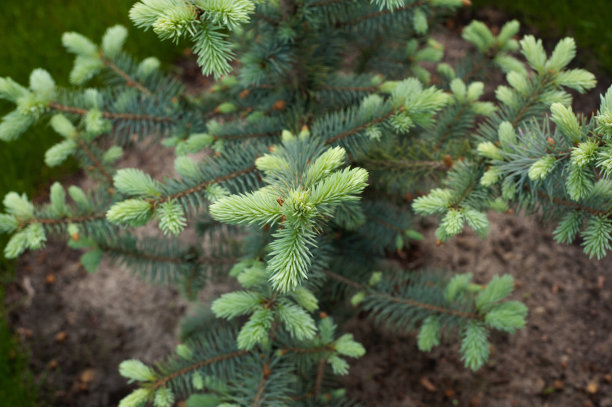 spruce