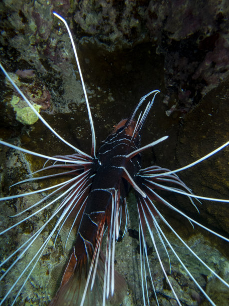 lionfish