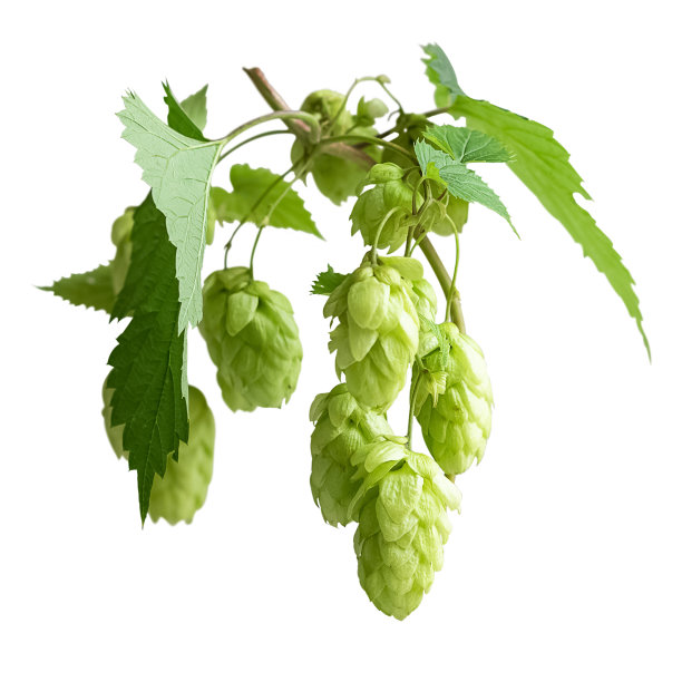bitter