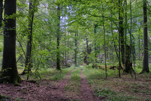 clearing