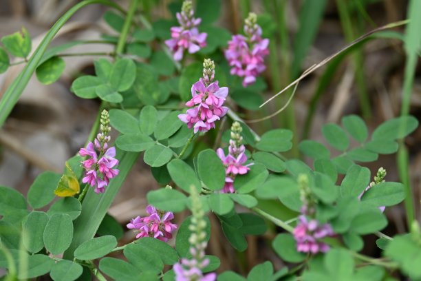 legume