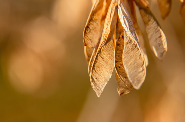 maple