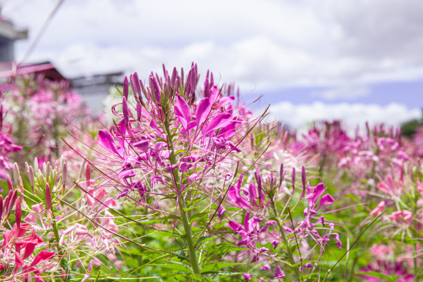 cleome