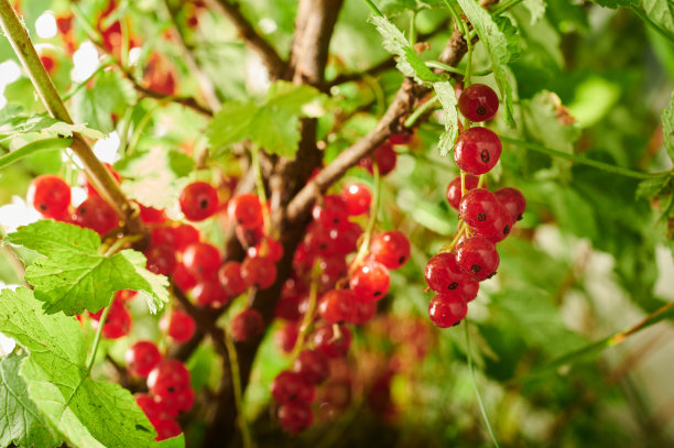 redcurrant