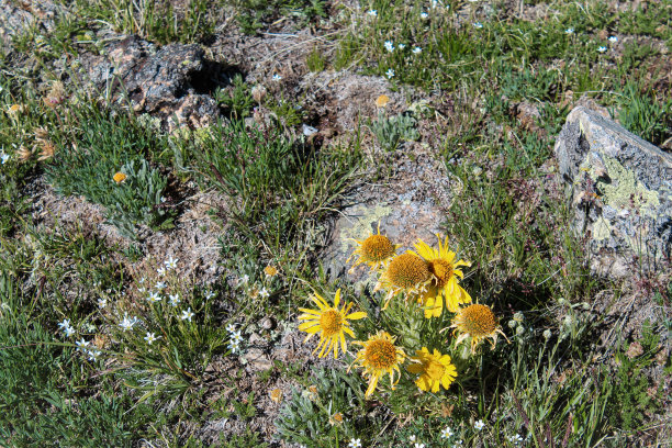 wildflowers