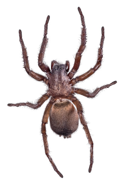 arachnid