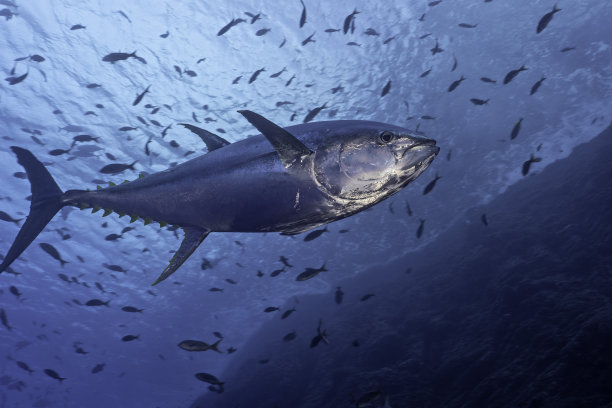 tuna