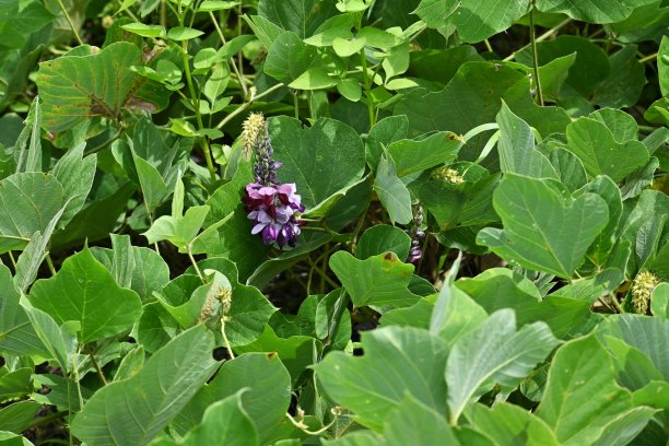 legume