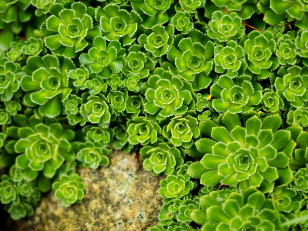 sedum