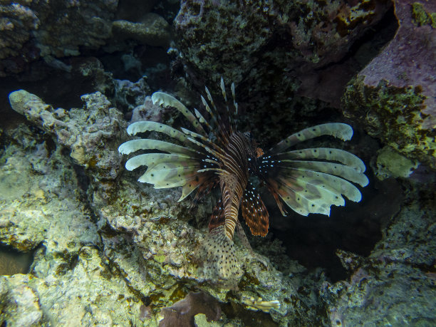 lionfish