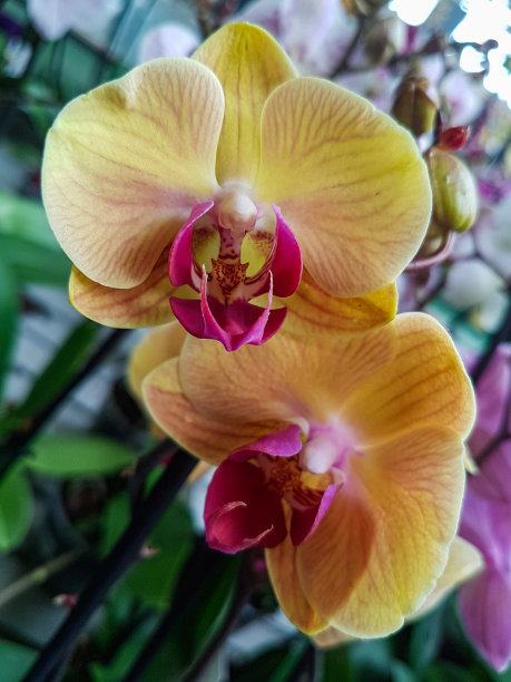 cymbidium