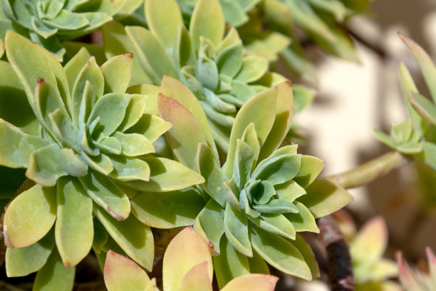 sedum