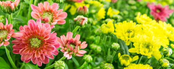 橙红色花朵条纹背景图案