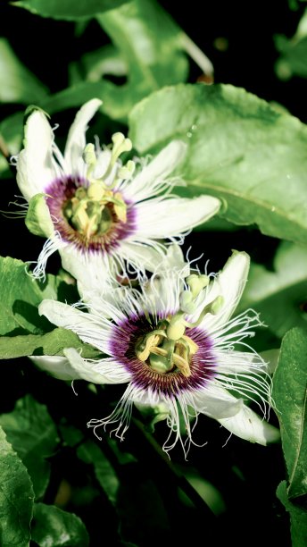 passiflora