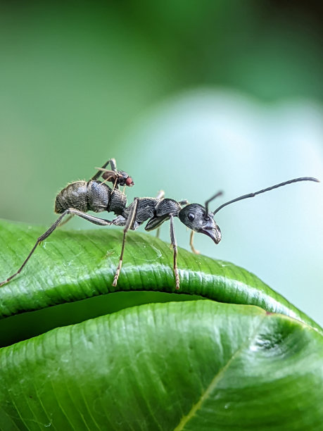 arthropod