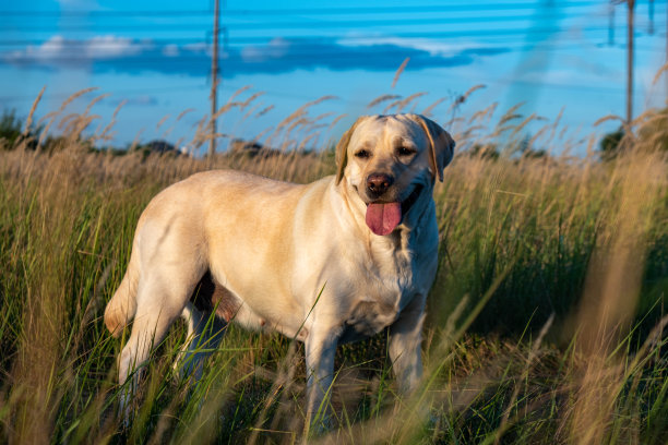 labrador
