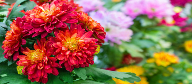 橙红色花朵条纹背景图案