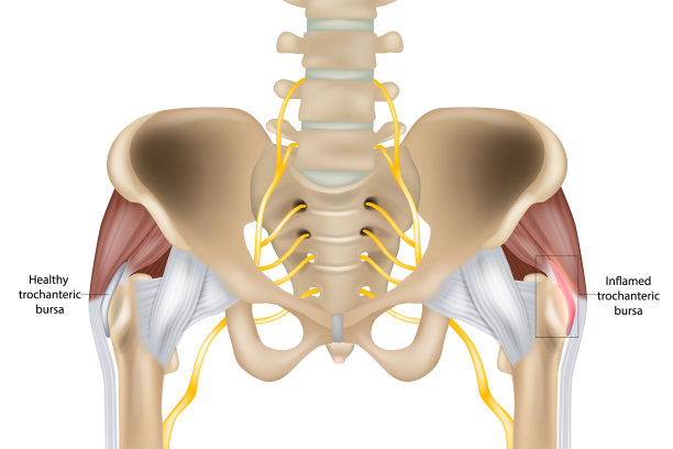 pelvis