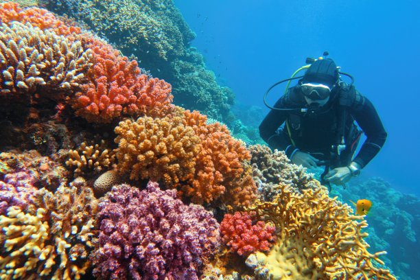 corals