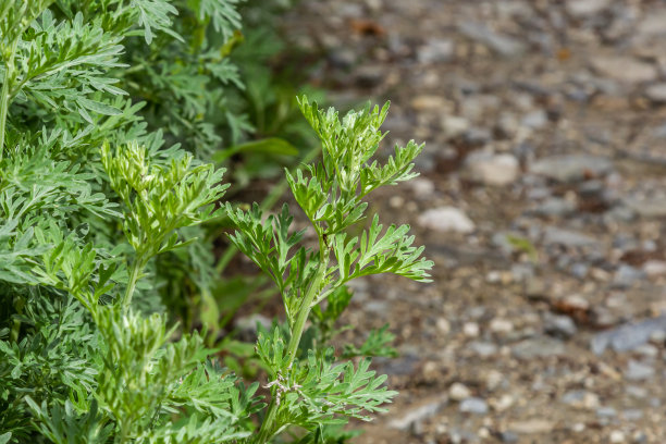 wormwood