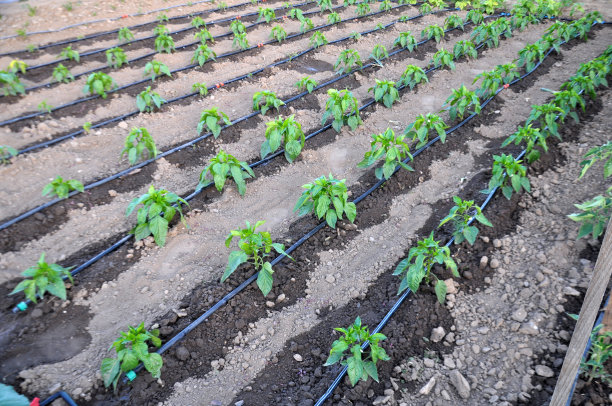 irrigation