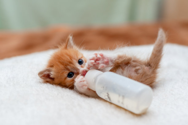 小猫