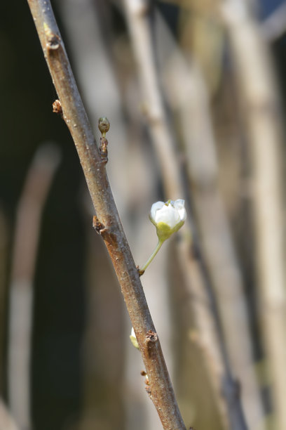 植物学,花蕾,叶子